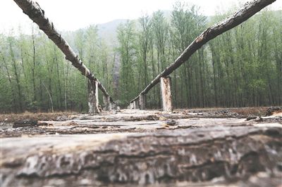 ��Ӵ��ǲ�ɫ���ӵ�ʢ��